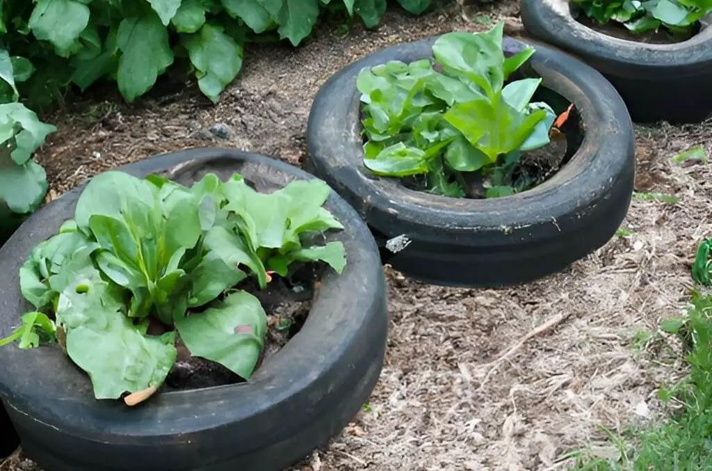is it safe to grow vegetables in old tires